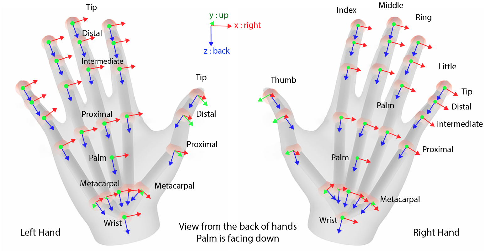 Hand Skeleton Joints